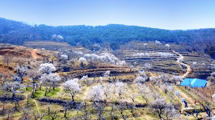 又是一年春来到红杏枝头春意闹来阁条沟邂逅最美杏花