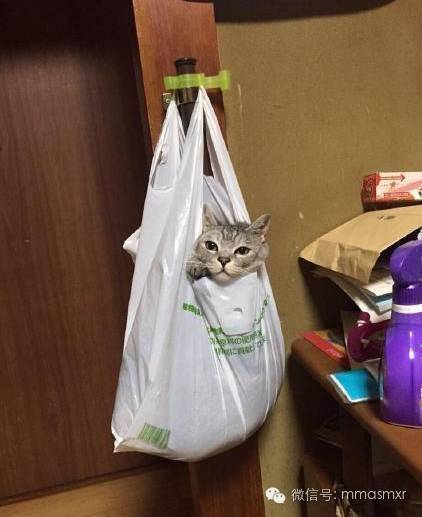 这里有一袋喵星人请签收