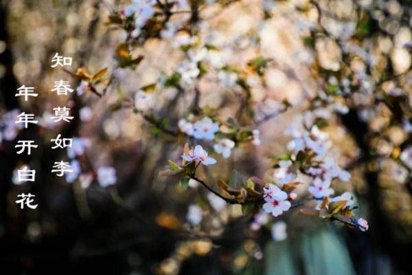 一大波春景美图来袭 它们惊艳了军营里的春天,你最喜欢哪一张