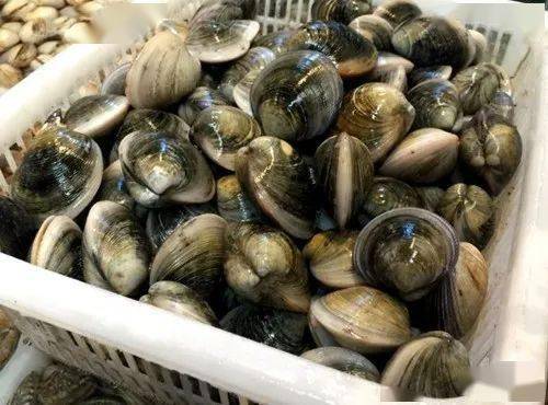 所谓青蛤,一寸来长,壳面作淡青色,平滑洁净,肉微呈黄色,在蛤类中比较