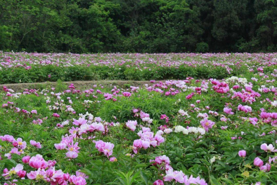 成都及周边芍药花开正当时这些点位已盛放