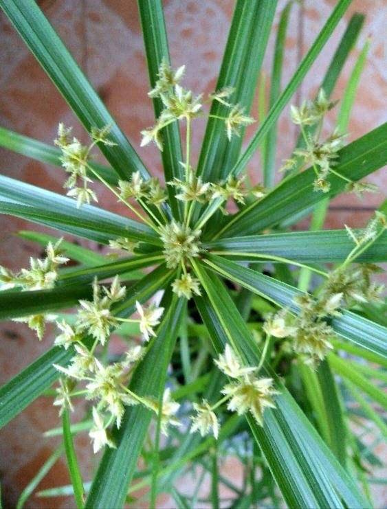 竹子也会开花?花朵很特殊,大多数人没见过