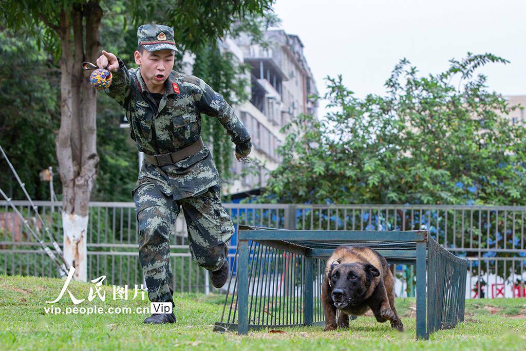 广西南宁强化训练提升军犬实战能力