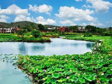 园区地处衡南县近尾洲镇莲湖湾,河泽两侧的水里生长着2600亩莲荷.