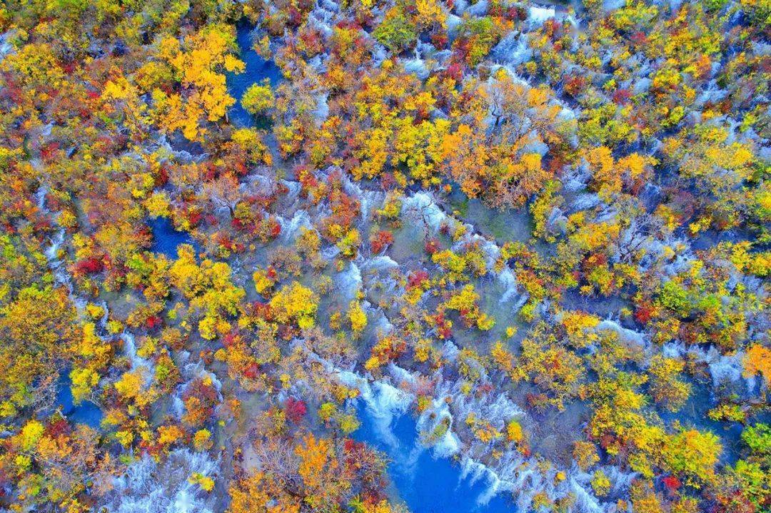 美丽中国我是行动者丨生物多样性保护主题摄影作品展二