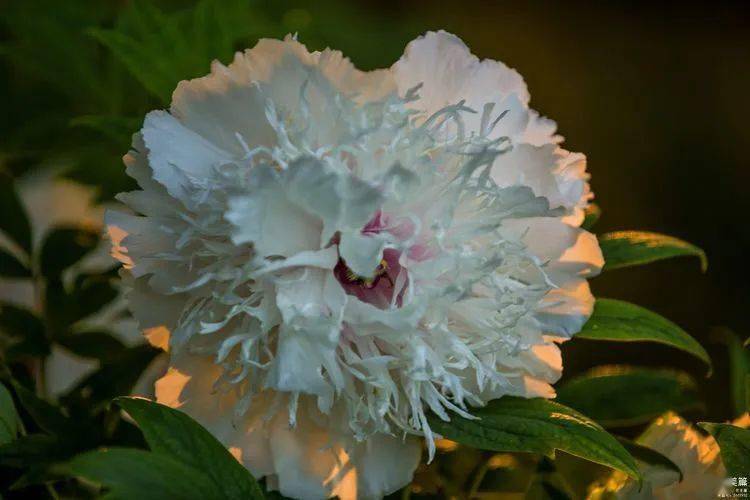 名贵牡丹银丝贯顶花开洛阳独此一株