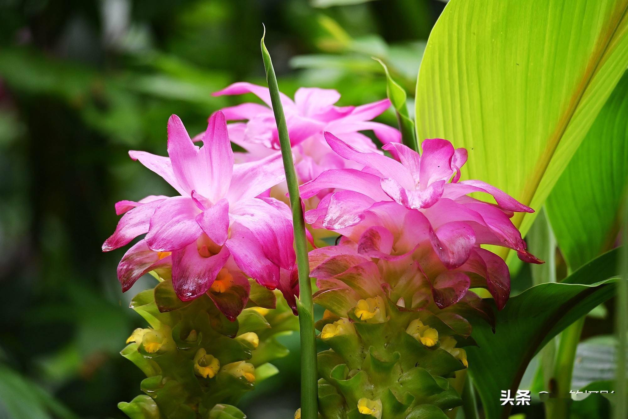 今年这莪术花开得特别清新秀丽
