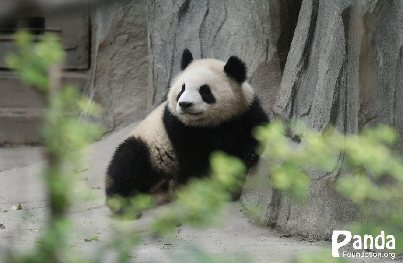 出彩滚滚迎迎罕见素颜出镜谁说它妆前妆后两只熊的