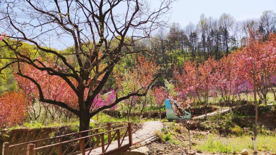 栾川万花谷赏花季已启动!樱花,紫荆花,杜鹃花