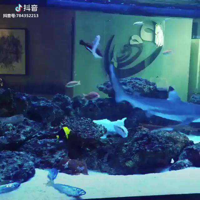 水族箱中的小霸王黑鳍鲨