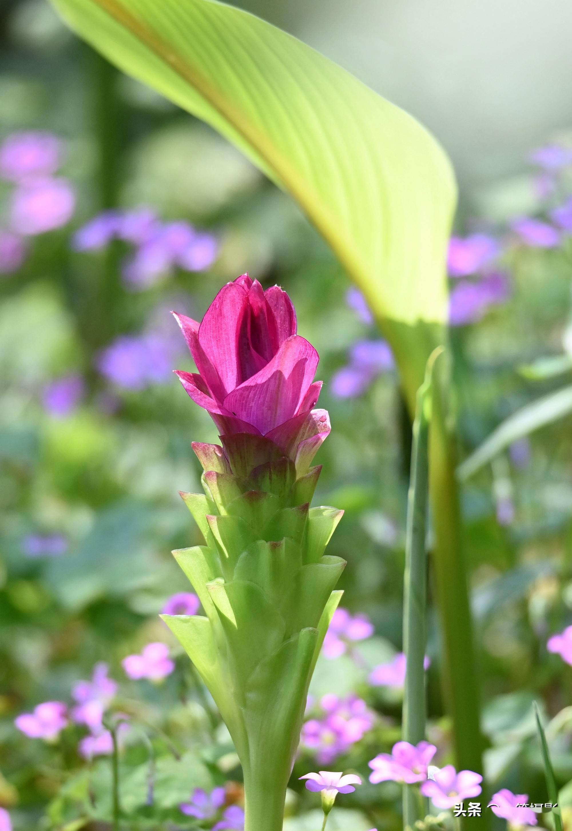 今年这莪术花开得特别清新秀丽