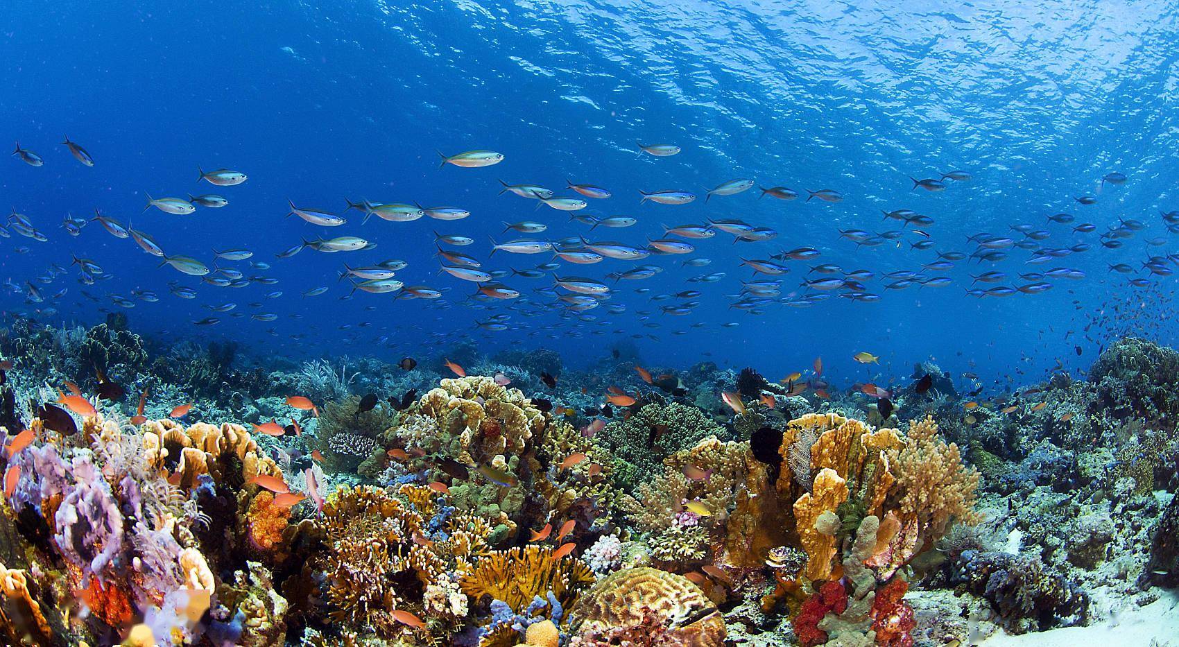 海洋公地的危机