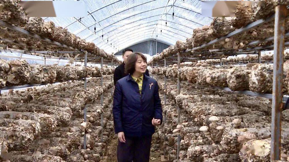 汉中市政府副市长,留坝县委书记许秋雯到江口,玉皇庙,武关驿镇调研