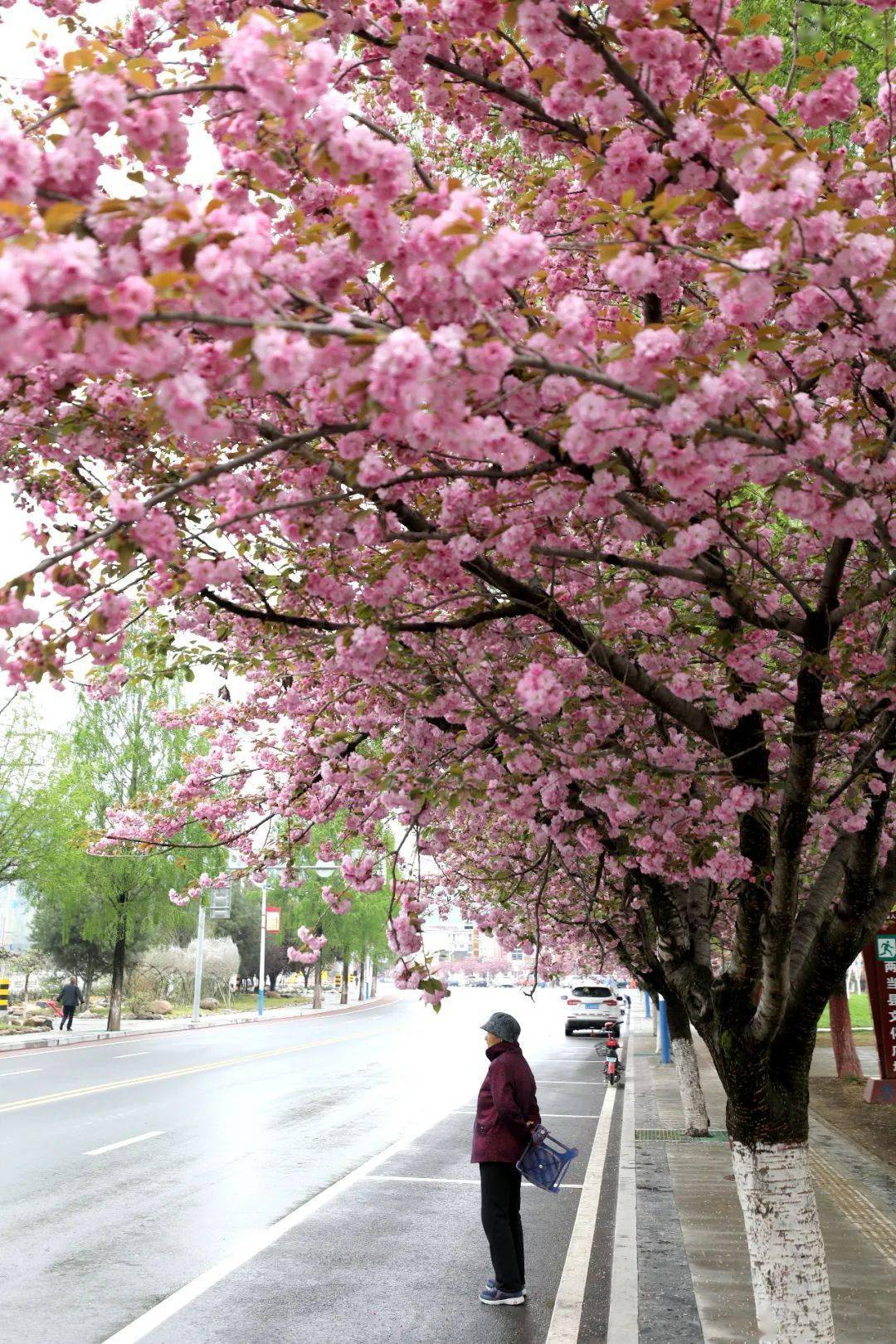 许你一城樱花烂漫