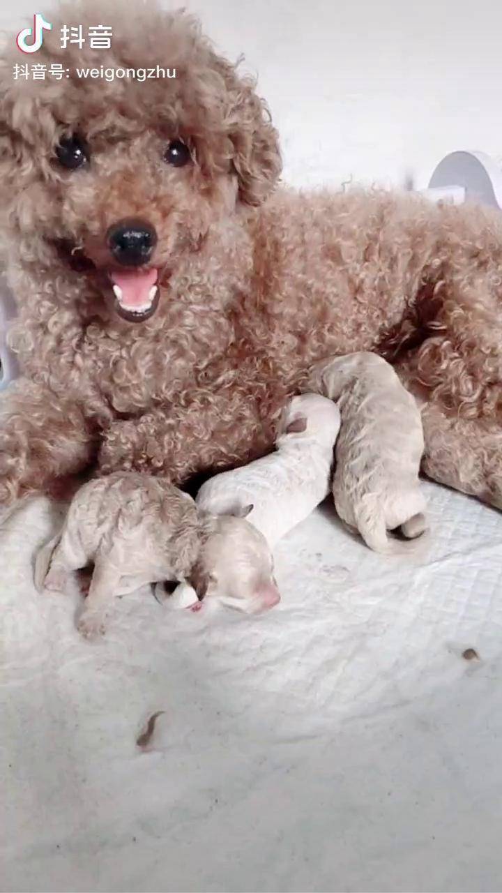 泰迪怀了比熊的崽纯属意外不知道小奶狗长大了会是什么样子的看小狗的