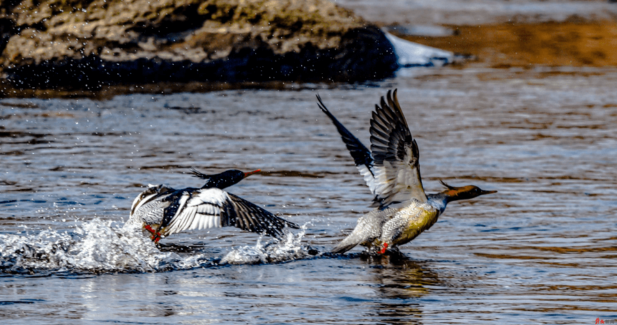 中华秋沙鸭情定 碧水 箐山 保护区