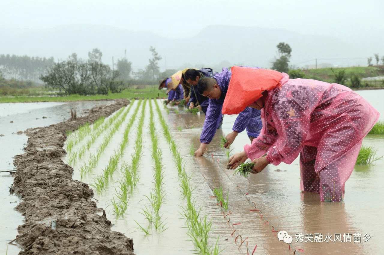 春雨绵绵忙插秧集中力量抓春耕