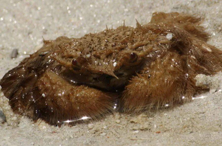 世界上最可怕的螃蟹图片