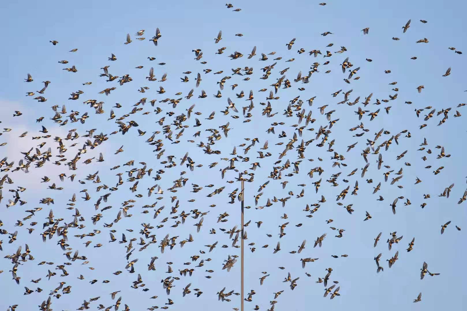 数万只燕雀“聚会”天桥岭林区场面壮观