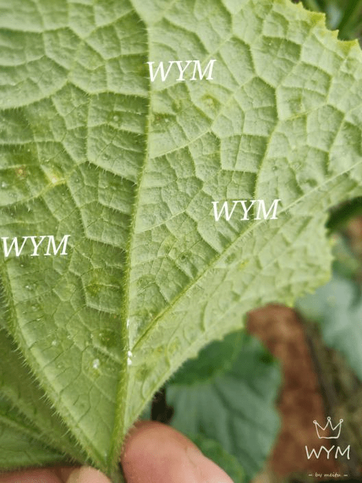 1c9c93c26230488bb163fa06ea617bf4.png
