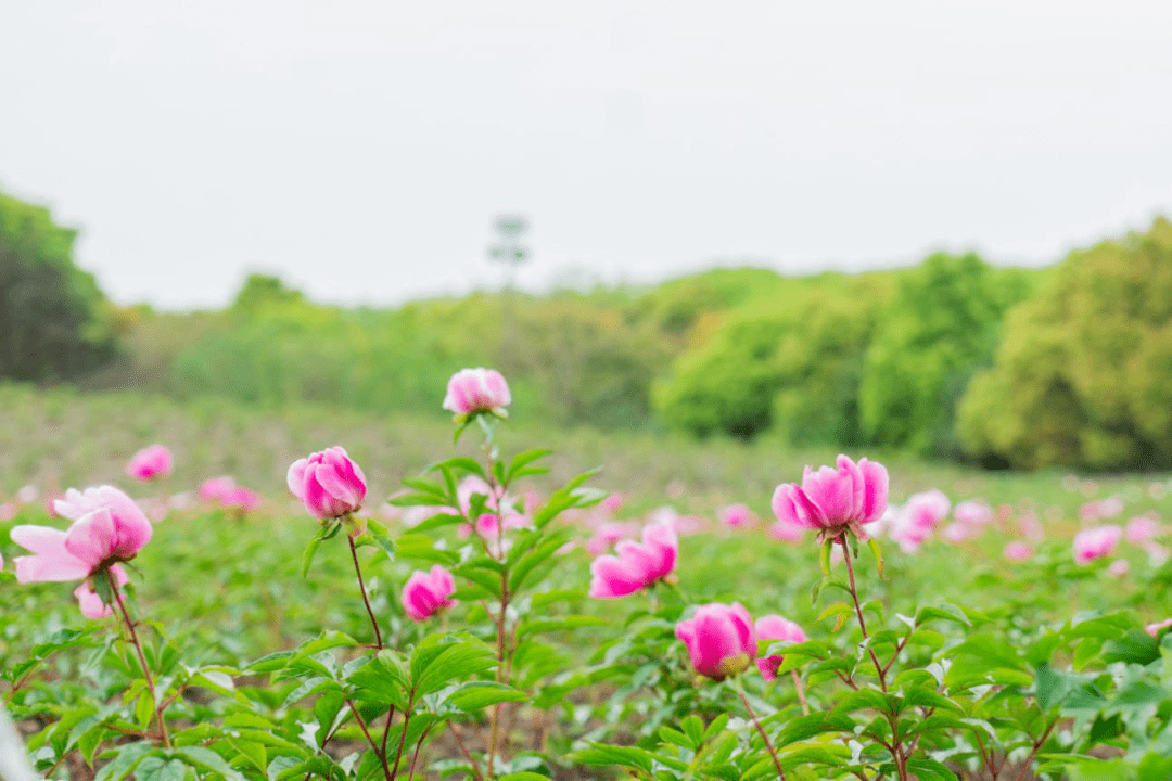 2021芍藥牡丹觀賞季