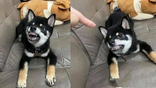 需要每天注意牙齿,刚好mini与主人玩耍时,经常对饲主摆出这副凶狠表情