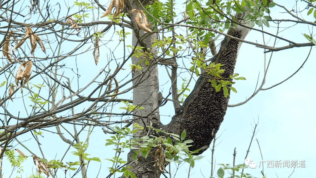 野生大排蜂蜂王图片图片