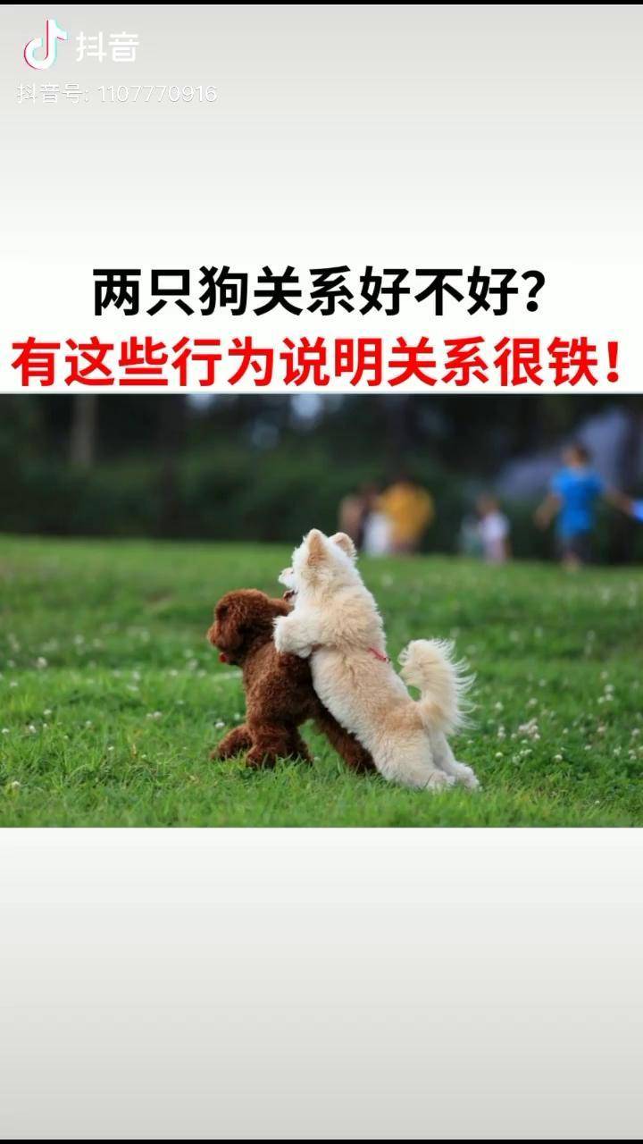 两只狗关系好不好有这些行为说明关系很铁狗馋不腻品牌狗粮