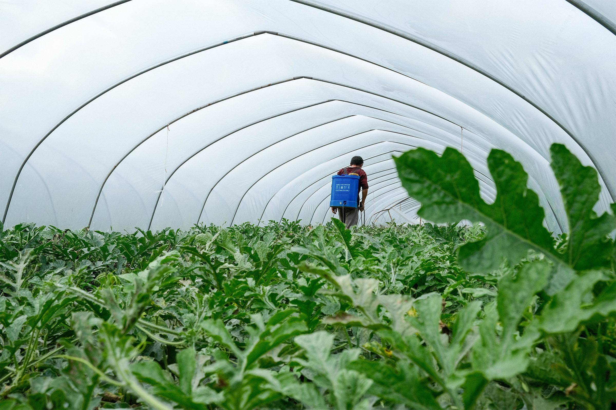 蓝山:大棚西瓜抢鲜上市