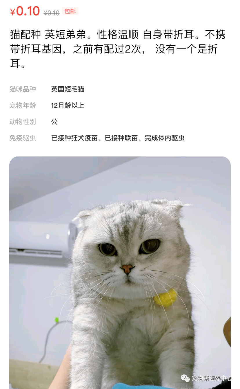 顶级网红周扬青呼吁不要养折耳猫,却仍有人在给自家折耳猫配种繁殖...