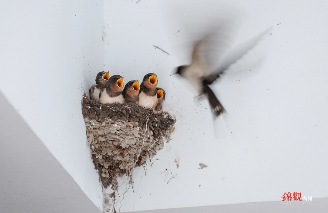 叽叽喳喳地正等着父母喂食一窝窝小燕子而这几天,这里更是热闹
