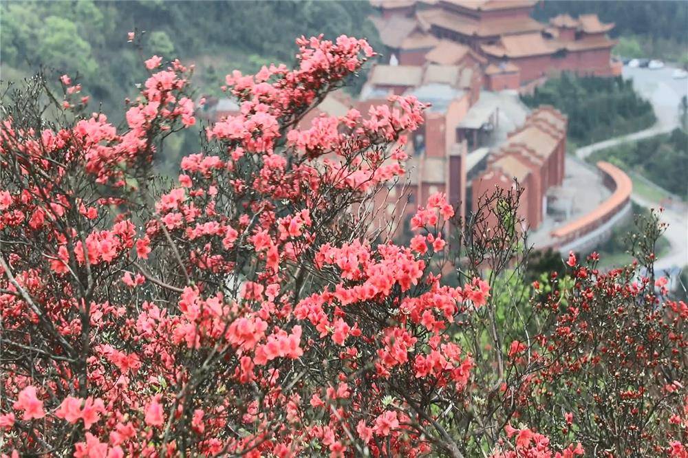 千年打卡胜地打飞的看阳明山十万亩野生杜鹃花海