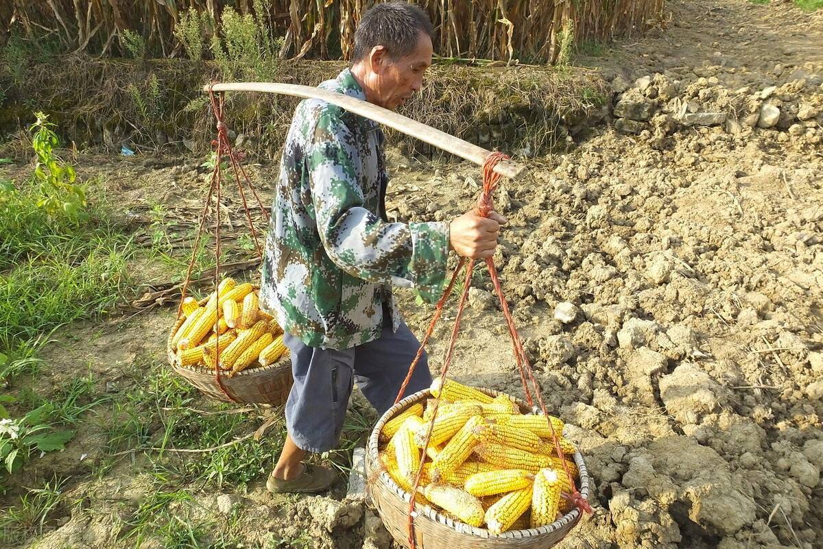 瓦房上,在檩上(大梁)架着屋面板和瓦的木条椽子;还有挑东西用的扁担