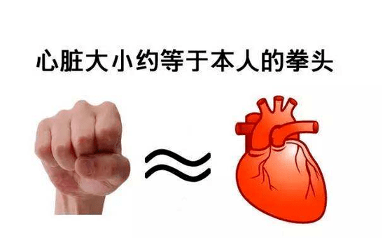 小科说事 人心都是肉长的一定都长在左侧吗 真相是 心脏