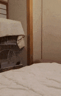 搞笑gif动图岁月见证了他们的友谊