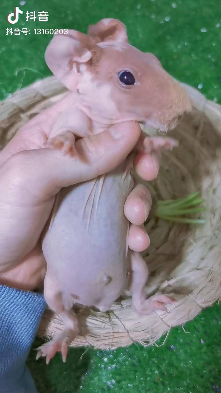 抖音萌宠嘉年华宠物奇妙的动物小河马