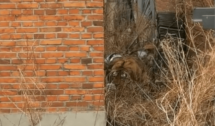 成年野生东北虎闯入密山一村庄咬伤群众拍碎车窗当地正合围