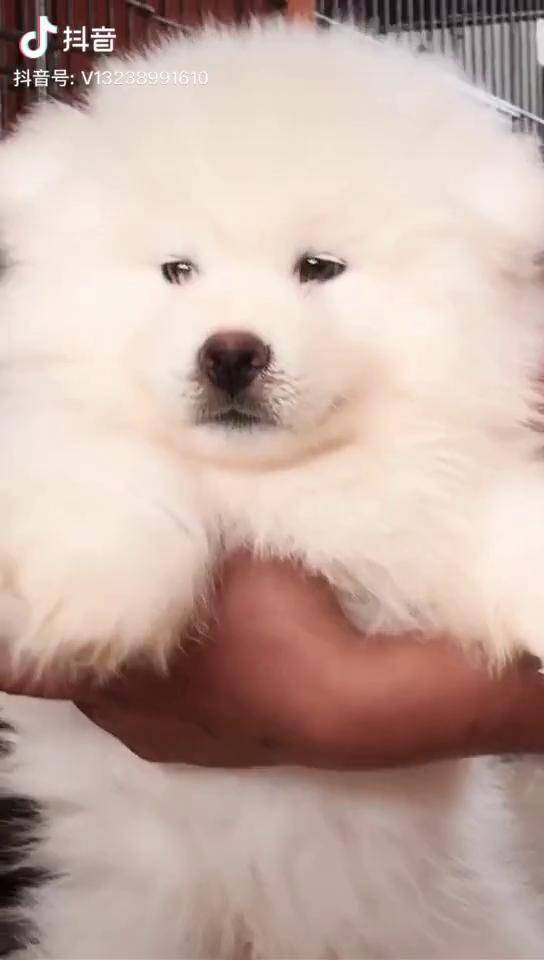 稀有阿拉斯加白桃脸浑身雪白无暇超级完美