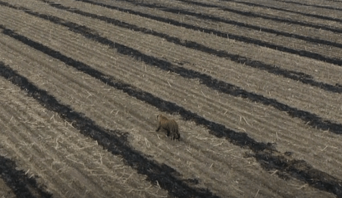 进村的东北虎被控制住了,倒在田间_老虎