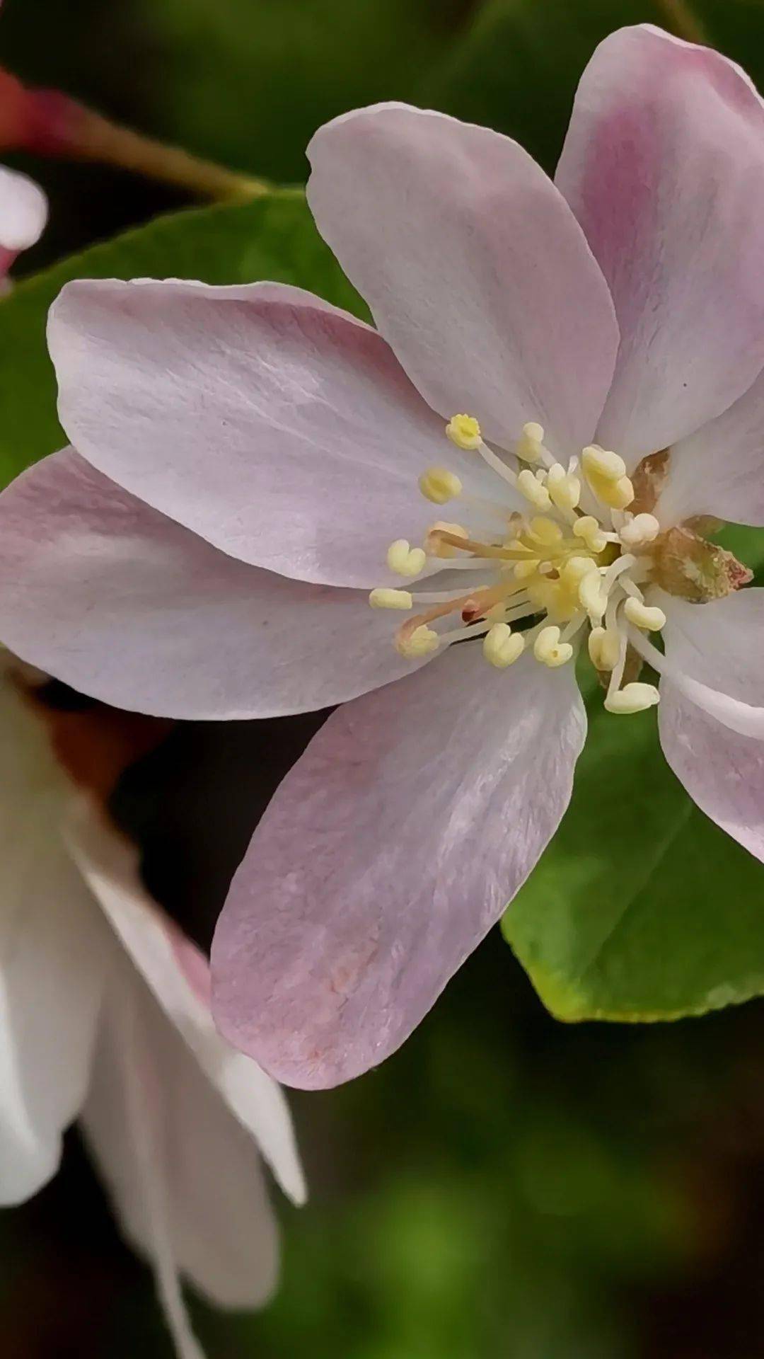 【植物花卉】海棠花