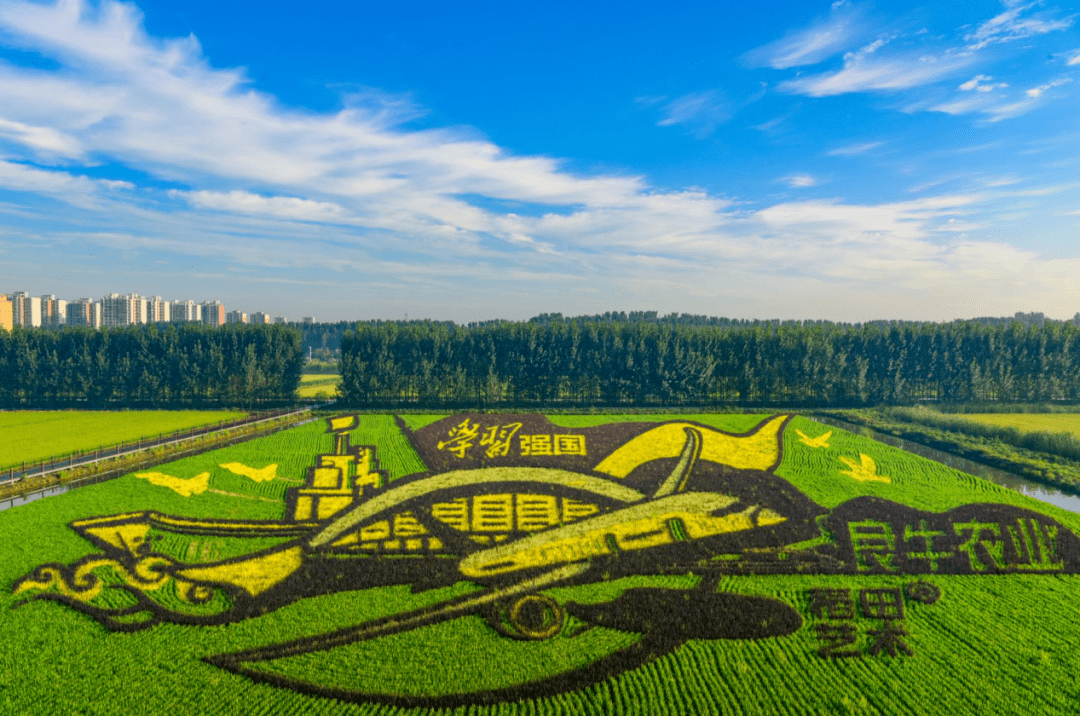 风物曹妃甸 ——曹妃甸稻米的不解情缘