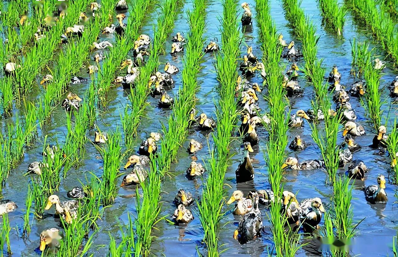 江蘇省漣水稻鴨共育對稻田蟲害和雜草的防除效果