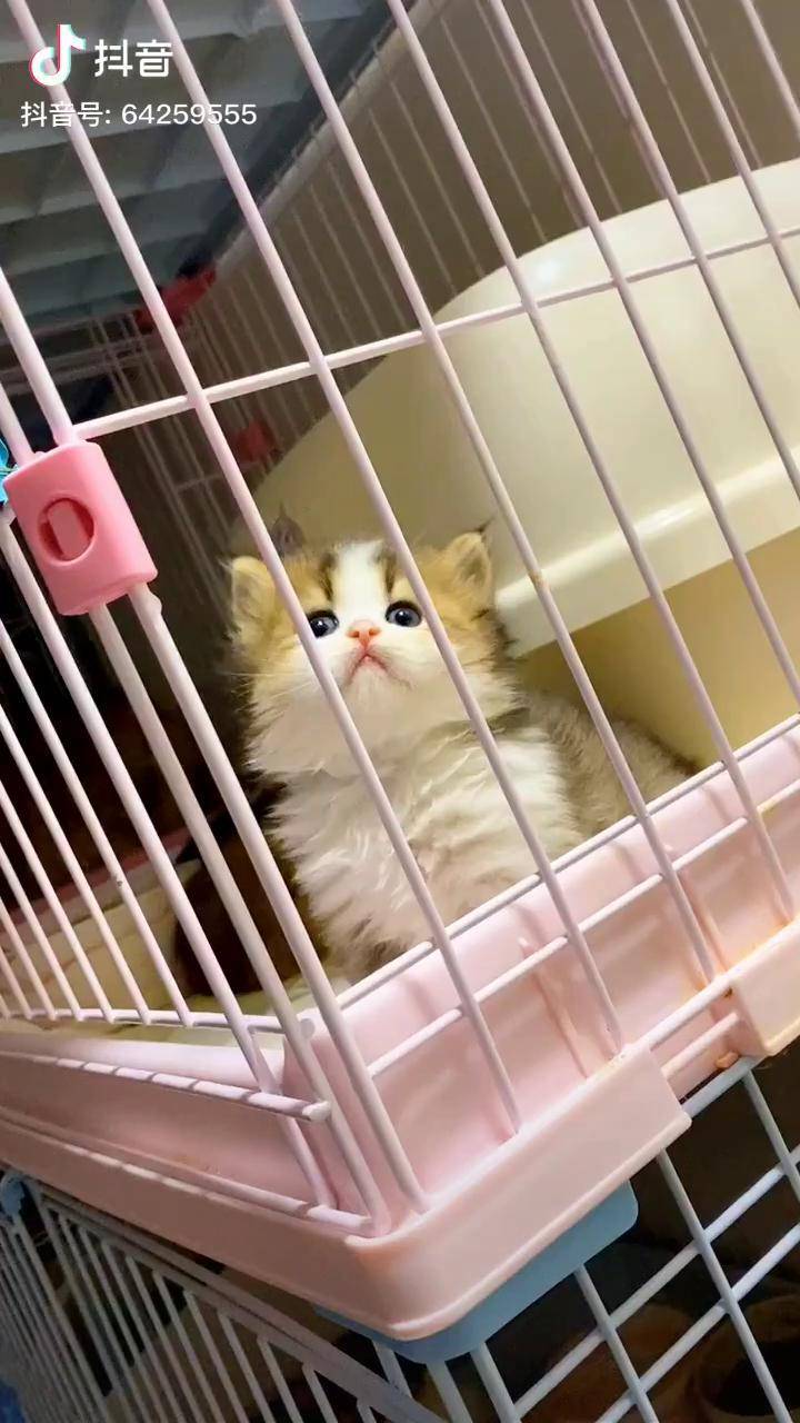 金渐层加白矮脚 问号小猫咪 金渐层 dou来看好剧