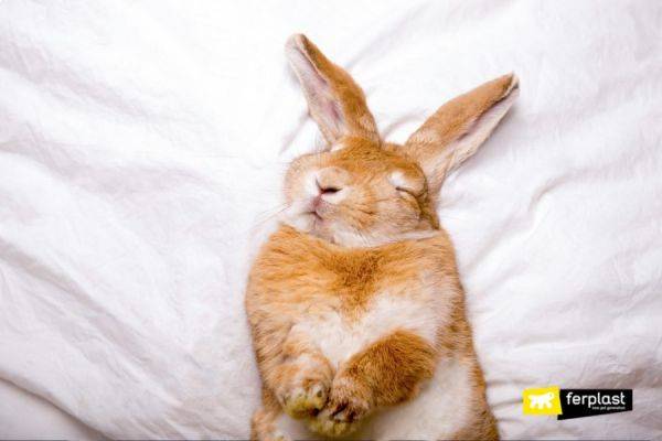 某些种类的兔子会装死.(资料图片)