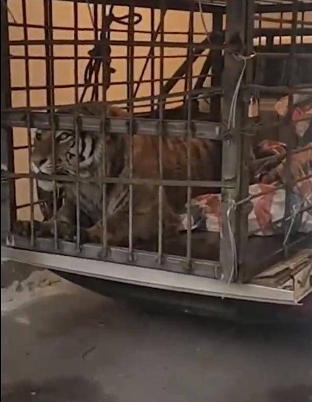 视频截图 4月23日21时许,黑龙江密山市进村老虎被警方用麻醉枪击中后