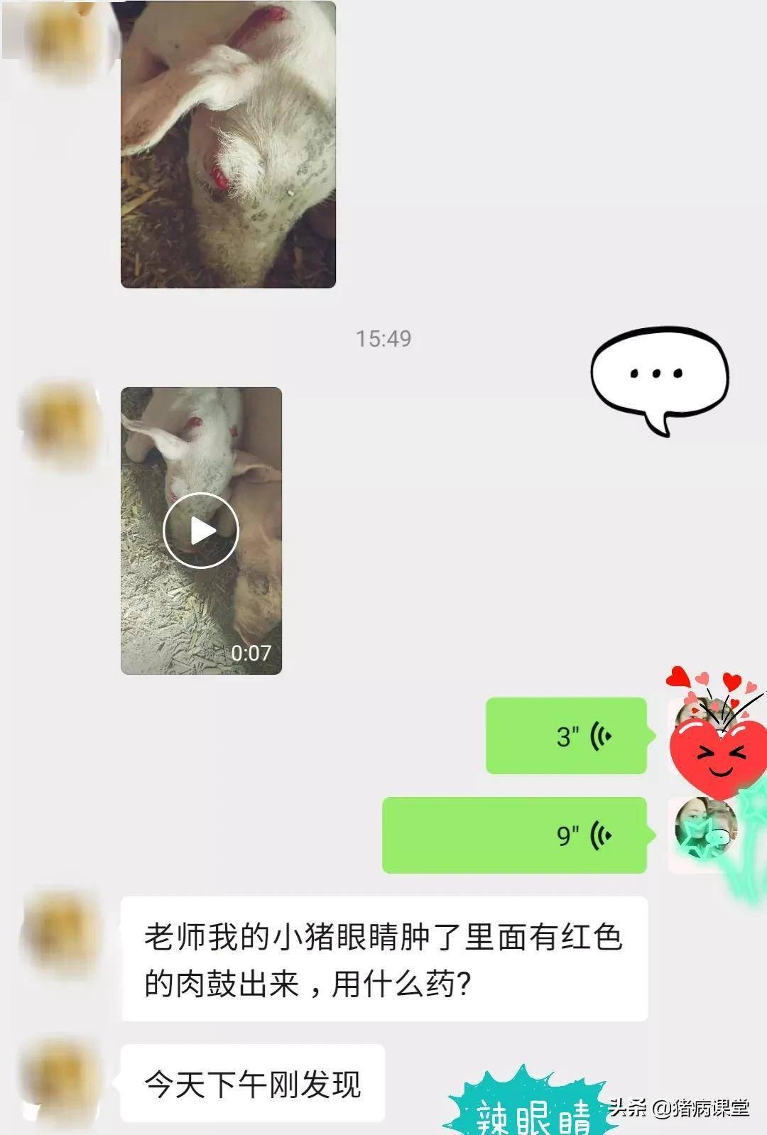 猪双眼发红膨出 造型挺别致 这是怎么了 眼睛 猪双眼发红膨出 造型挺别致 这是怎么了 眼睛