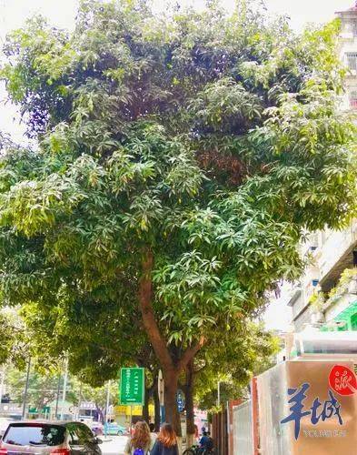 路邊綠化芒能摘來吃嗎?專家:不能!無益處!_芒果