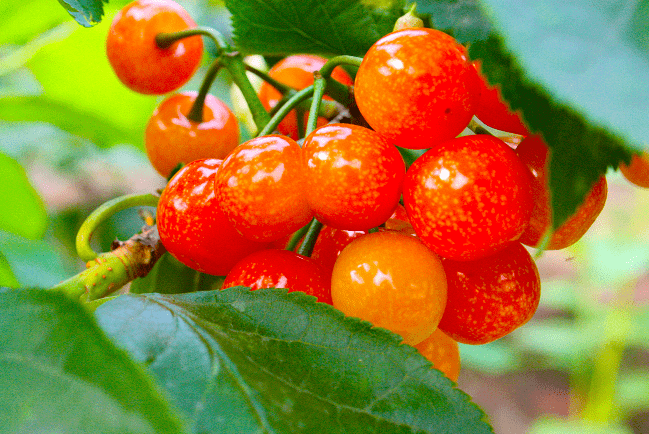 赶紧收藏十堰樱桃采摘地图来了