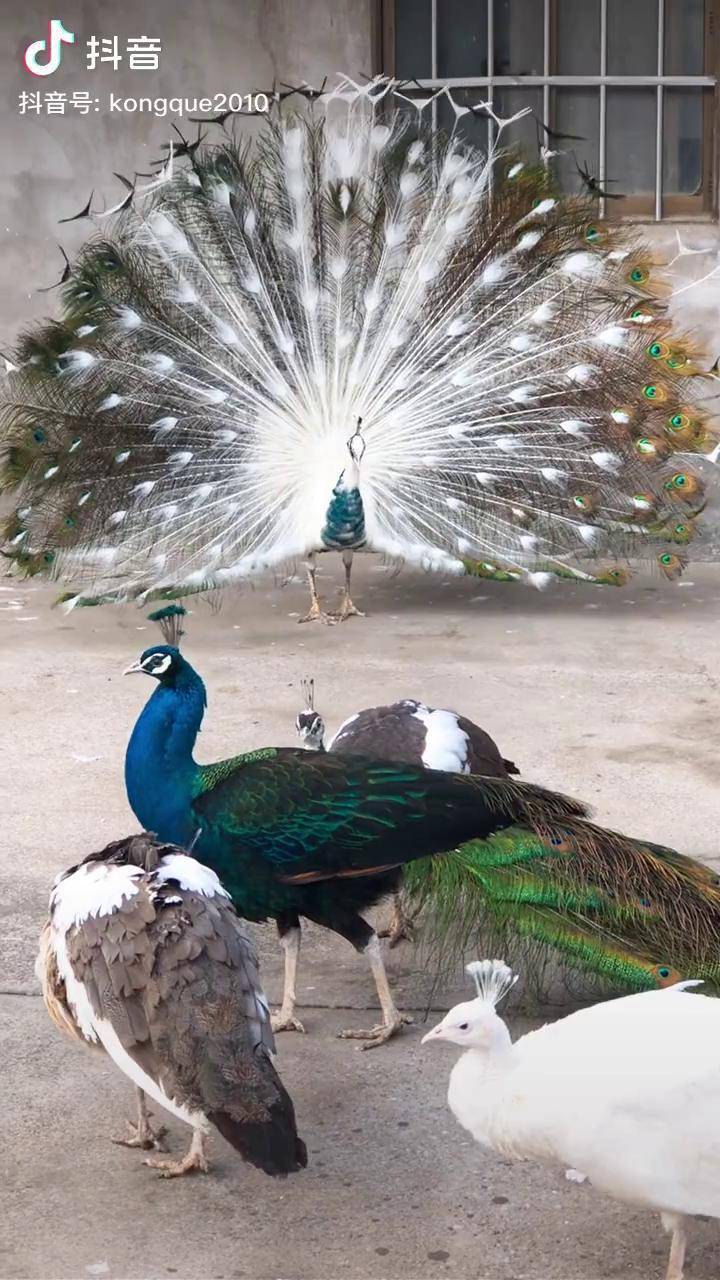 视频中的孔雀你见过几种呢孔雀开屏孔雀
