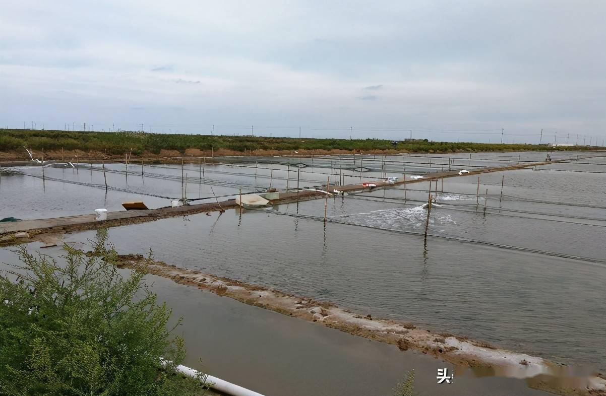 苗种是整个养殖生产的核心,目前国内贝类底播养殖到成贝的周期一般都